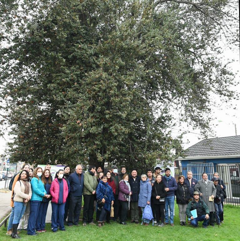 ÁRBOL CENTENARIO ES DECLARADO PATRIMONIO NATURAL DE LA COMUNA