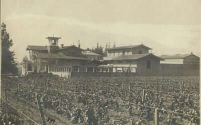 🍇🍷 𝐋𝐀 𝐇𝐈𝐒𝐓𝐎𝐑𝐈𝐀 𝐃𝐄 𝐋𝐀 𝐕𝐈𝐍̃𝐀 𝐌𝐀𝐍𝐔𝐄𝐋 𝐉. 𝐁𝐄𝐍𝐈́𝐓𝐄𝐙 (𝟏𝟖𝟕* – 𝟏𝟗𝟏𝟓): 𝐕𝐈𝐍𝐎𝐒 𝐃𝐄 𝐄𝐋 𝐁𝐎𝐒𝐐𝐔𝐄 𝐏𝐀𝐑𝐀 𝐄𝐋 𝐌𝐔𝐍𝐃O